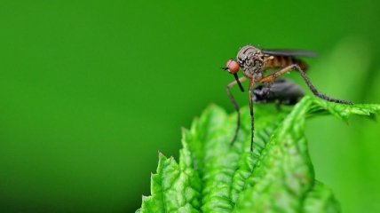 С помощью лапок: комары-переносчики малярии чувствуют токсины через ноги