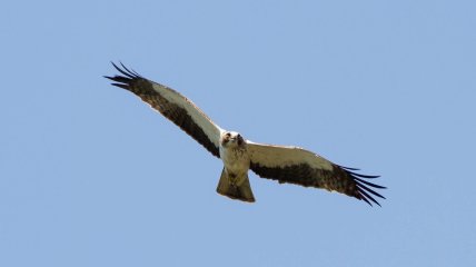 Орел-карлик малый Фото: Viacheslav Kaistro