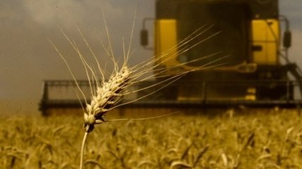 Украина и Россия обсуждают создание зернового совета