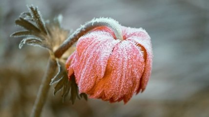 Синоптики прогнозують заморозки і мокрий сніг