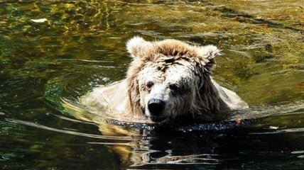 В Киевском зоопарке на 28 году жизни скончалась медведица