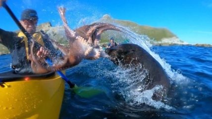 Меткое попадание: тюлень врезал мужчине по лицу осьминогом (Видео)