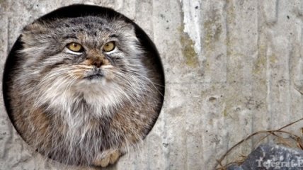 Дикий кот манул стал символом Московского зоопарка