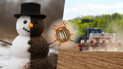 Колорадский жук