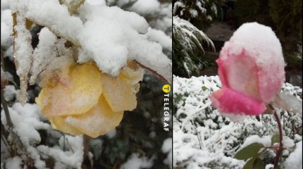 Сніг засипав троянди в Україні