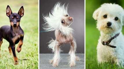 Самые популярные породы маленьких собак (Фото)
