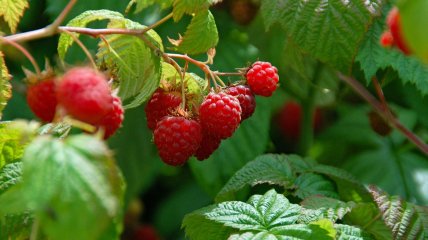 Кусты малины отблагодарят вас богатым урожаем