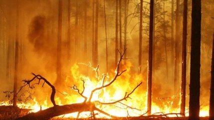 Изменения климата планеты: в Австралии бушуют пожары