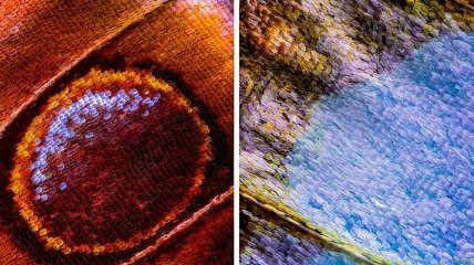 Под микроскопом: удивительные снимки крыльев бабочек (Фото)