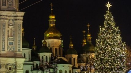 Новогоднюю елку Украины в этом году в столицу привезут из Прикарпатья