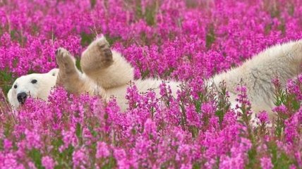 В Норвегии гида оштрафовали на 1300 евро за запугивание белого медведя