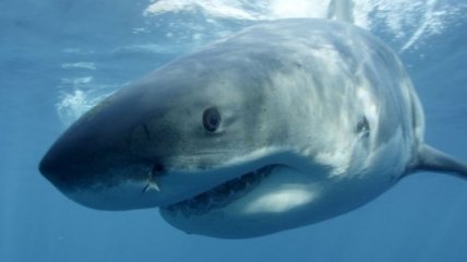 Спящая акула-людоед впервые попала в объектив видеокамеры (Видео)