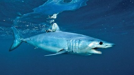 Ученые раскрыли секрет скорости акул-убийц