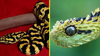 Завораживающая опасность: самые красивые змеи в мире (Фото)