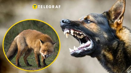 Бешенство у лисов и собак