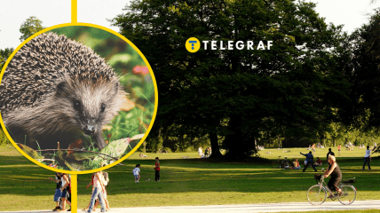 В Киевской области заметили растение-"ежа"