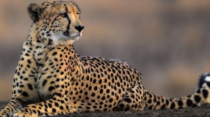 Дивовижна гонитва леопарда за гепардом 