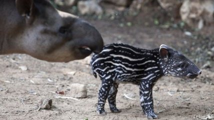 В Лейпцигском зоопарке выбрали имя для детеныша тапира 