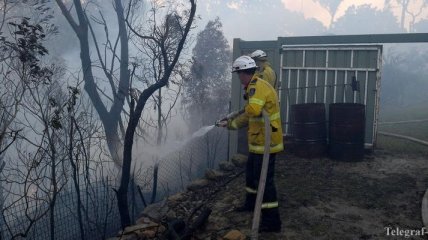 Пожары в Австралии: стихийное бедствие погубило около 350 коал 