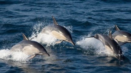 По-прежнему является редким в регионе: в Адриатическое море вернулся редкий вид дельфинов