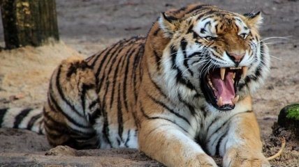На глазах у посетителей: в Цюрихе тигрица растерзала работницу зоопарка 