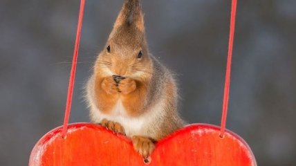 Влюбленные белочки: животные тоже отмечают День Валентина (Фото)