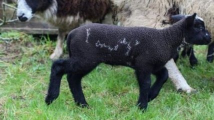 В Англии родился ягненок с необычной надписью на теле 