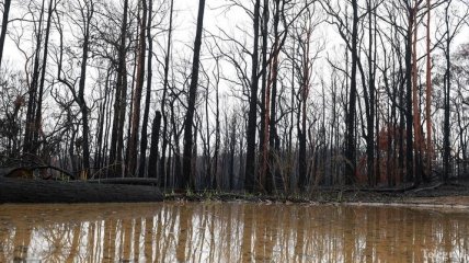 В Австралии второй день подряд идет сильный дождь и тушит пожары в лесах 