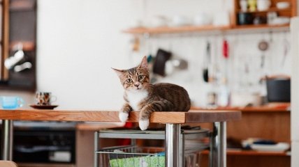 Народні прикмети про кухню