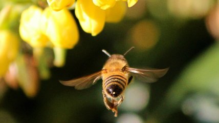 Існує близько 20 тисяч видів бджіл