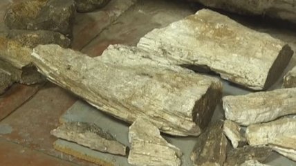 Под Запорожьем обнаружили останки мамонта (Видео) 