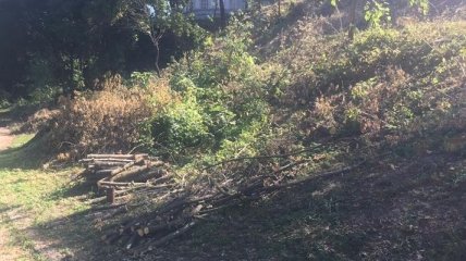 В Киеве незаконно вырубили около 160 деревьев