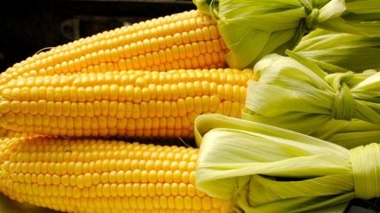 Как правильно варить кукурузу: полезные советы 