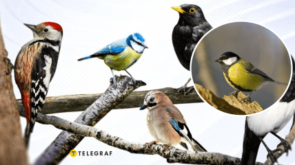 Птицы Украины