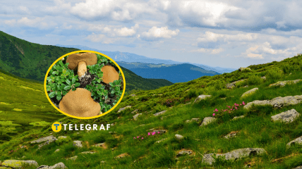 Маслёнок жёлто-бурый