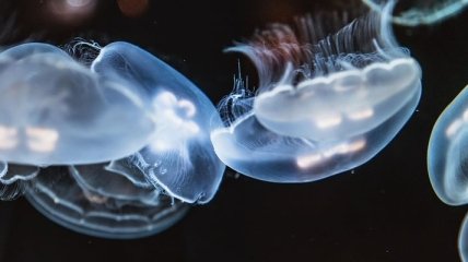 На Филиппинах тысячи медуз поднялись на поверхность (Видео)