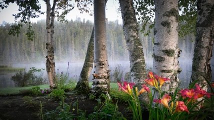 Ветки березы отпугнут несчастья