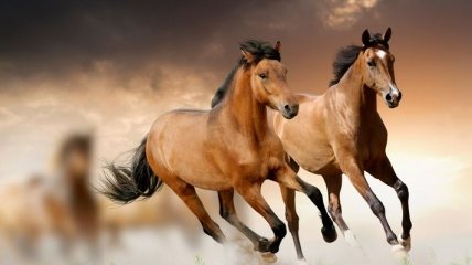 Аллюры лошадей: совершенство в каждом движении 