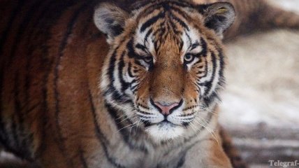 В Уссурийске пытались продать шкуру амурского тигра