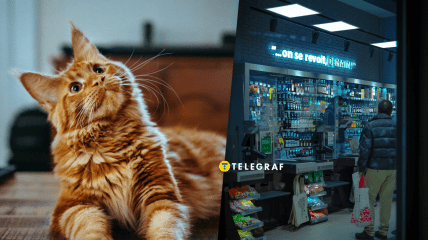 Забавный кот в магазине развеселил сеть