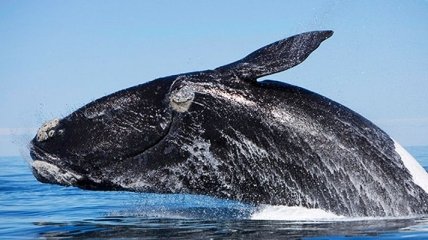 Ученые рассказали, почему один из видов китов находится на грани вымирания