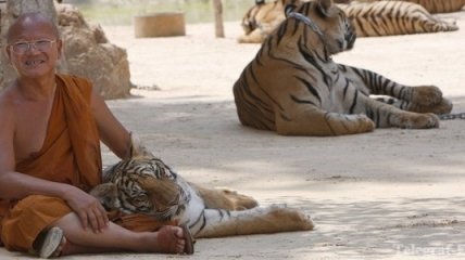 Таиландские монахи заботятся не только о своей душе, но и о тиграх