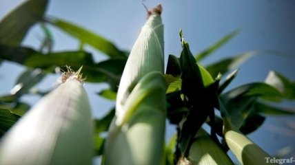 Кукуруза стала главной зерновой культурой Китая