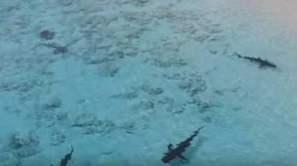 Мальчику на Багамах чудом удалось спастись от четырех акул (Видео)