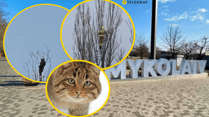 В Николаеве благодаря неравнодушным людям спасли кота