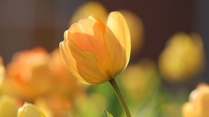 Нідерландський парк квітів покаже цвітіння тюльпанів онлайн (Відео)