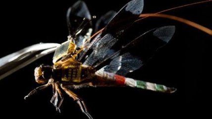 Ученые создали из стрекозы киборга и заставили ее лететь, как беспилотник