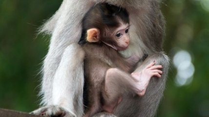 Киевляне хотят назвать обезьянку в столичном зоопарке Титушко