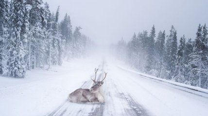 Лапландия - сказочное место для празднования Рождества (Фото)
