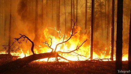 Площадь лесных пожаров на Забайкалье достигла 195 тыс гектаров